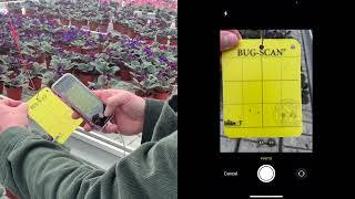 BugVision scouting - How it works in the greenhouse.