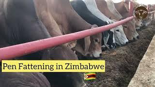 Pen Fattening in Zimbabwe - 1200 cattle on 4Hectares