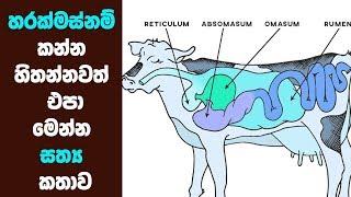 හරක් මස් කන්න හිතන්නවත් එපා මෙන්න සත්‍ය කතාව | ALUTH LOKAYA