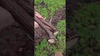 3 cast red deer antlers found in one morning.