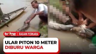 Kerap Mangsa Ternak, Warga Tangkap Ular Piton Sepanjang Sepuluh Meter di Sumsel | Ragam Perkara