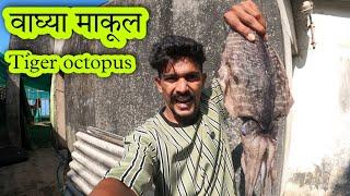 माकूल माश्याचा मटना पेक्षा भारी लागनारा खीमा रेसिपी  octopus cutting & recipe.