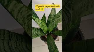 Snake plant with more oxygen #shortsviral #gardenplants #youtubeshorts #ytshorts