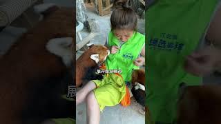 差点被小熊猫撞成重伤了！ #小熊猫 #萌宠出道计划 #动物 #萌化了 #可爱