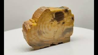 Petrified wood 1