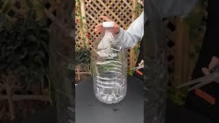 how to propagate many roses from a single branch #rose #propagation