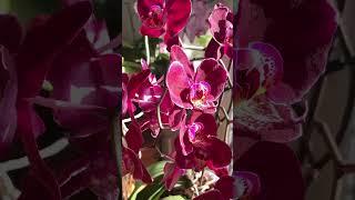 Orchid: Wine Red Phalaenopsis Orchid #orchid