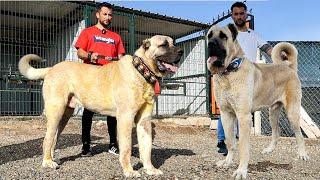 TÜRKİYE'NİN METRELİK İKİ ASLANI BU ÇİFTLİKTE ! AMERİKA VE ÇİN DEV KÖPEKLERİN YAVRULARI İÇİN BEKLİYOR