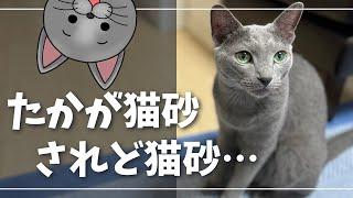 ストレスを感じないトイレ環境は大切です【ロシアンブルー】猫