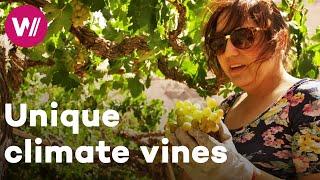 Chile - Vineyards in extreme climatic and geographic conditions | Worldwide Wine Civilizations