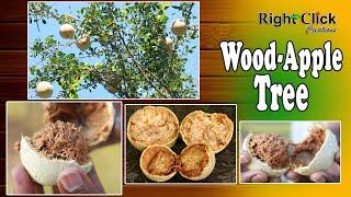 A sweet & Sour fruit. And how the tree looks like we shown in this clip - Wood Apple Tree.
