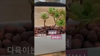 다육이 가꾸기 거실 식물가꾸기 #다육이 #식물가꾸기 #거실식물 #다육이가꾸기
