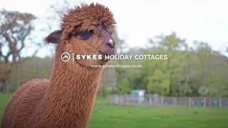 Alpaca Walk | Experience More in the Lake District | Sykes Holiday Cottages