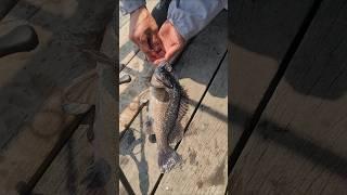 2025년6월01일 우럭 이런 사이즈가 우글우글 대일수산좌대 #fishing #생활꿀팁 #낚시 #fishingvideos #뉴스 #seafood #shorts #AI #에이아이