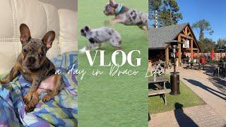 Day In The Life Of A FRENCH BULLDOG | Draco The Frenchie | 2022