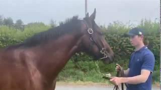 Horsesales.ie - DANDY MAN LOT 1