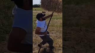 погрузка сено #сено #horse