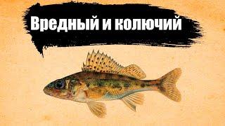 «ОСТОРОЖНО, ЁРШ!». Чем опасен этот колючий хищник?