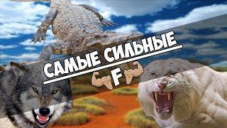 Самые сильные хищники на планете