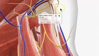 Anatomy 076 Quadrangular space Upper Limb Scapular muscles PYQ Solved question paper 3D