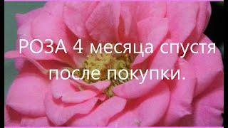 #РОЗА 4 месяца спустя. #Уход за розой #кордана после магазина.