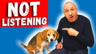 How To Get Your Beagle To Listen To You