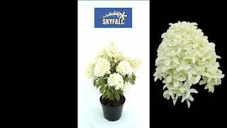 Hydrangea paniculata Skyfall 360 video