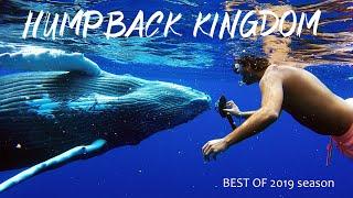 HUMPBACK KINGDOM - Best of 2019 Whale Season