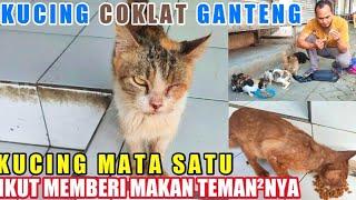 Kucing Mata Satu Memberi Makan Kucing Warna Bulu Coklat!!!