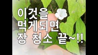 오래 된 숙변제거, 심한 변비, 간경화로 인한 복수 등에 좋은 약초(애기나팔꽃)