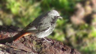 Black Redstart near St Ives Coastguard Station - Male and Female