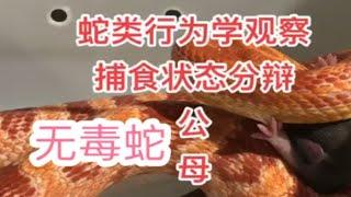 蛇类行为学观察，无毒蛇捕食状态分辩公母。