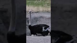 Father #ostrich on a nest full of eggs #GrandmaLlama #shorts