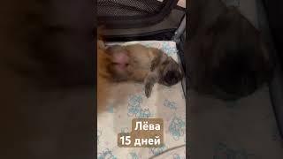 Как назвали щенка шпица?  малышу 15 дней #щенки #puppy #померанскийшпиц #шпиц