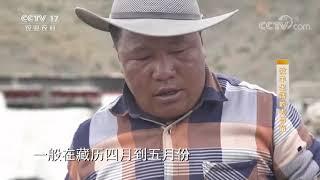 《攻坚日记》 20200731 牧羊生活的去与留|CCTV农业