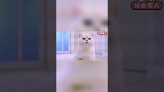 小猫咪过生日，主人竟然毫不在乎！#猫咪 #铲屎官 #猫主子 #七宝小圆子