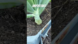 I did this not too long ago! #onions #backyardgardening #garden #farm #homegrown #shorts