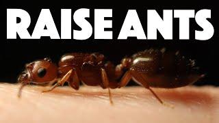 How To Raise an Ant Colony [TUTORIAL]