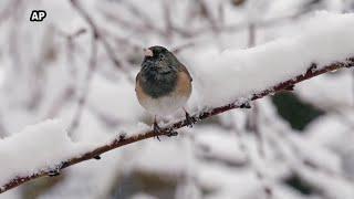 Winter birding: How to enjoy Iowa's feathered visitors this season