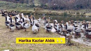 @Dagdayasam  AİLESİNE KAZLAR İÇİN TEŞEKKÜRLER  KUŞLARI GÖRDÜK - Güvercin Kaz Tavuk Köpek Köy