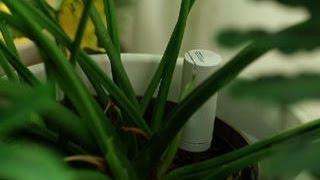 Give your plant a voice with the PlantLink Sensor