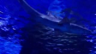 Турция. Анталия. Океанариум. (Antalya Aquarium)