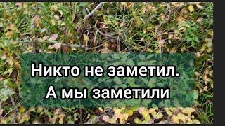 Никто не заметил, а мы заметили