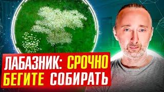 Самая полезная трава на земле: сверх ароматный чай и кладезь здоровья! Всё от сбора до применения!