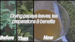 Drying  papaya leaves ,tea preparation and its tea benefits|| motswana youtuber| motswana youtuber