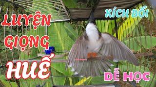 Chào Mào Hót Ché Hót Giọng 8-9-10 Ép Chim Non Học Giọng Chuẩn Rừng | luyện giọng chào mào hót hay