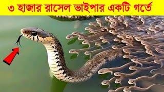 রাসেল ভাইপার কতটা ভায়ানক তা জানলে আপনিও আতকে উঠবেন। Russel Viper Snake