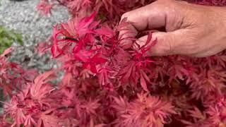 Exploring Stunning Japanese Maples with Burkland Gardens  | Nursery Tour