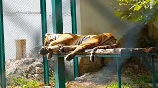 Zoo Park, Freedom Island, Pazardjik, Bulgaria - 09.08.2019