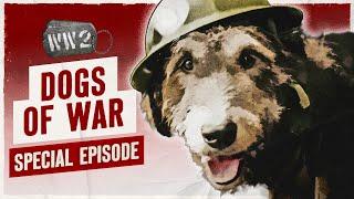 Canine War Heroes - WW2 Documentary Special